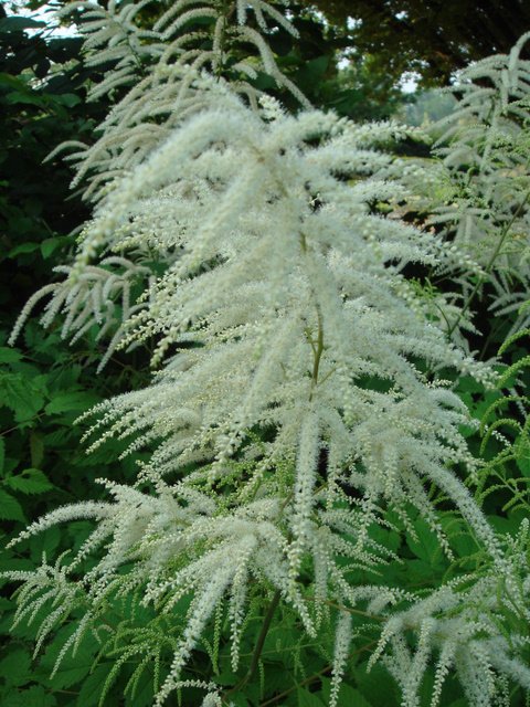 Aruncus dioicus syn.sylvester fleur